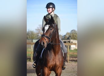 Zangersheider, Gelding, 6 years, 16,3 hh, Brown