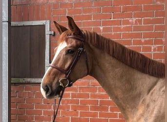 Zangersheider, Gelding, 6 years, 16,3 hh, Chestnut-Red