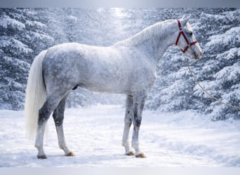 Zangersheider, Gelding, 6 years, 16,3 hh, Grey