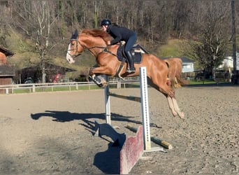 Zangersheider, Gelding, 6 years, 17,1 hh, Chestnut-Red