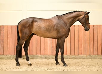 Zangersheider, Gelding, 6 years, 17.2 hh, Brown