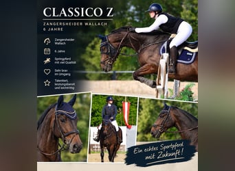Zangersheider, Gelding, 6 years, 17 hh, Bay-Dark