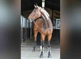 Zangersheider, Gelding, 6 years, 17 hh, Bay-Dark