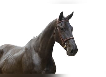 Zangersheider, Gelding, 6 years, 17 hh, Black