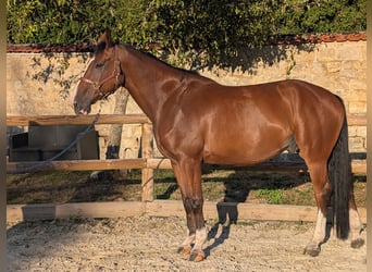 Zangersheider, Gelding, 6 years, 17 hh, Brown-Light