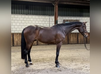 Zangersheider, Gelding, 6 years, 17 hh, Brown