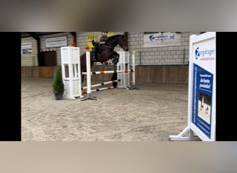 Zangersheider, Gelding, 6 years, 17 hh, Brown