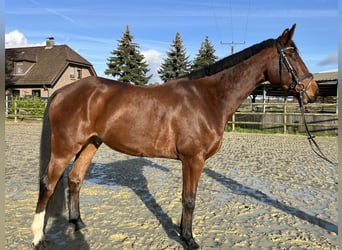 Zangersheider, Gelding, 6 years, 17 hh, Brown