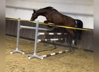 Zangersheider, Gelding, 6 years, 17 hh, Brown