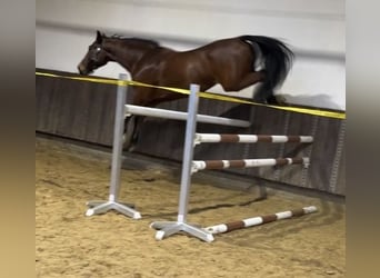 Zangersheider, Gelding, 6 years, 17 hh, Brown