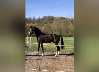 Zangersheider, Gelding, 6 years, 17 hh, Brown