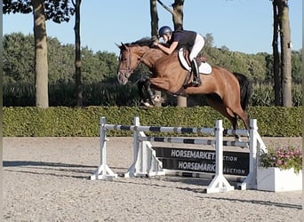 Zangersheider, Gelding, 6 years, 17 hh, Brown