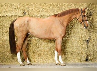 Zangersheider, Gelding, 6 years, 17 hh, Chestnut-Red