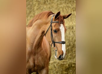 Zangersheider, Gelding, 6 years, 17 hh, Chestnut-Red