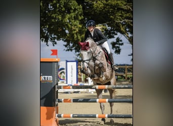 Zangersheider, Gelding, 6 years, 17 hh, Grey-Dapple