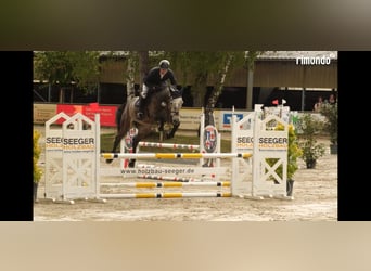 Zangersheider, Gelding, 6 years, 17 hh, Grey