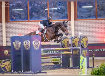 Zangersheider, Gelding, 6 years, 17 hh