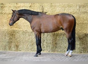 Zangersheider, Gelding, 6 years, 17,1 hh, Bay-Dark