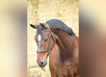 Zangersheider, Gelding, 6 years, 17,1 hh, Bay-Dark
