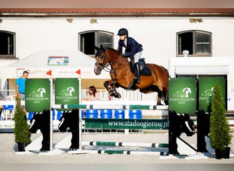 Zangersheider, Gelding, 6 years, Bay