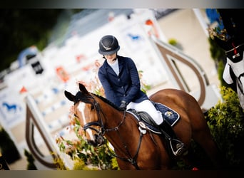 Zangersheider, Gelding, 6 years, Bay