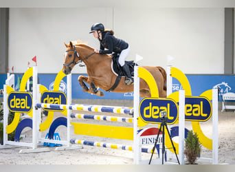 Zangersheider, Gelding, 7 years, 14.2 hh, Chestnut-Red