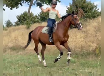 Zangersheider, Gelding, 7 years, 15.2 hh, Brown