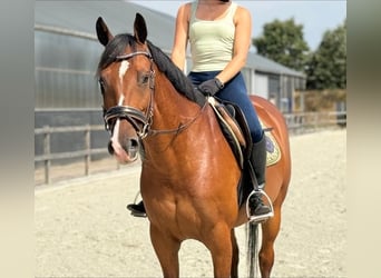 Zangersheider, Gelding, 7 years, 15.2 hh, Brown