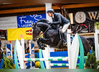 Zangersheider, Gelding, 7 years, 15.2 hh, Smoky-Black