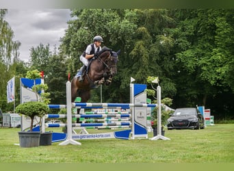 Zangersheider, Gelding, 7 years, 15.2 hh, Smoky-Black