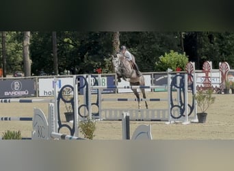 Zangersheider, Gelding, 7 years, 15,2 hh, Grey-Dapple