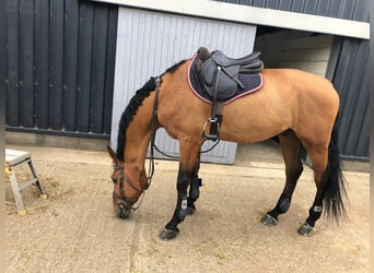 Zangersheider, Gelding, 7 years, 16.1 hh, Brown