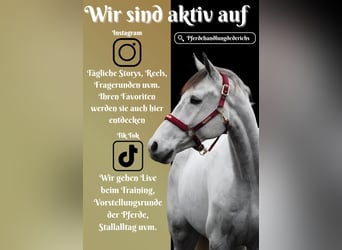 Zangersheider, Gelding, 7 years, 16,1 hh, Gray-Dark-Tan