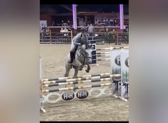 Zangersheider, Gelding, 7 years, 16,1 hh, Gray