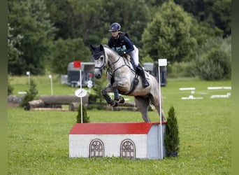Zangersheider, Gelding, 7 years, 16.1 hh, Grey