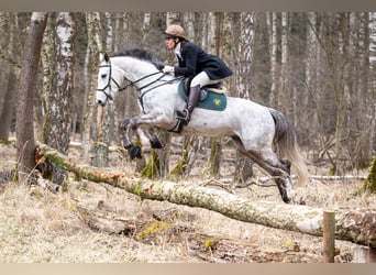Zangersheider, Gelding, 7 years, 16.1 hh, Grey