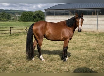 Zangersheider, Gelding, 7 years, 16.2 hh, Brown