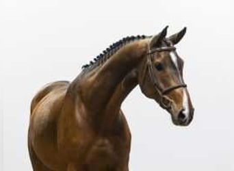 Zangersheider, Gelding, 7 years, 16,2 hh, Brown