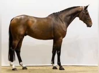 Zangersheider, Gelding, 7 years, 16,2 hh, Brown