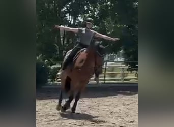 Zangersheider, Gelding, 7 years, 16.2 hh, Brown