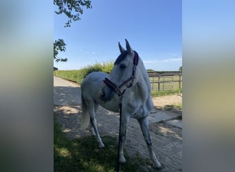 Zangersheider, Gelding, 7 years, 16.2 hh, White Zangersheider, Gelding, 7 years, 16.2 hh, White