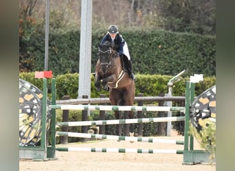 Zangersheider, Gelding, 7 years, 16.3 hh, Black