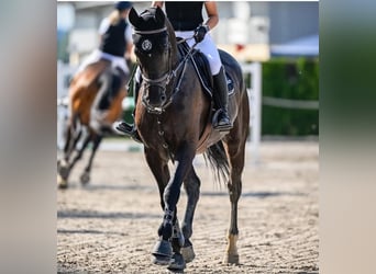 Zangersheider, Gelding, 7 years, 16.3 hh, Black