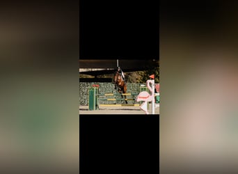 Zangersheider, Gelding, 7 years, 16.3 hh, Brown-Light