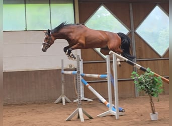 Zangersheider, Gelding, 7 years, 16.3 hh, Brown