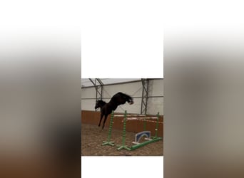 Zangersheider, Gelding, 7 years, 16 hh, Black
