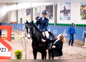 Zangersheider, Gelding, 7 years, 16 hh, Black