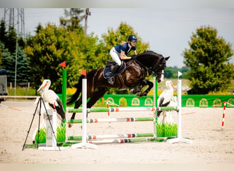 Zangersheider, Gelding, 7 years, 16 hh, Black