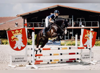 Zangersheider, Gelding, 7 years, 16 hh, Black
