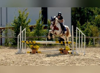 Zangersheider, Gelding, 7 years, 16 hh, Brown